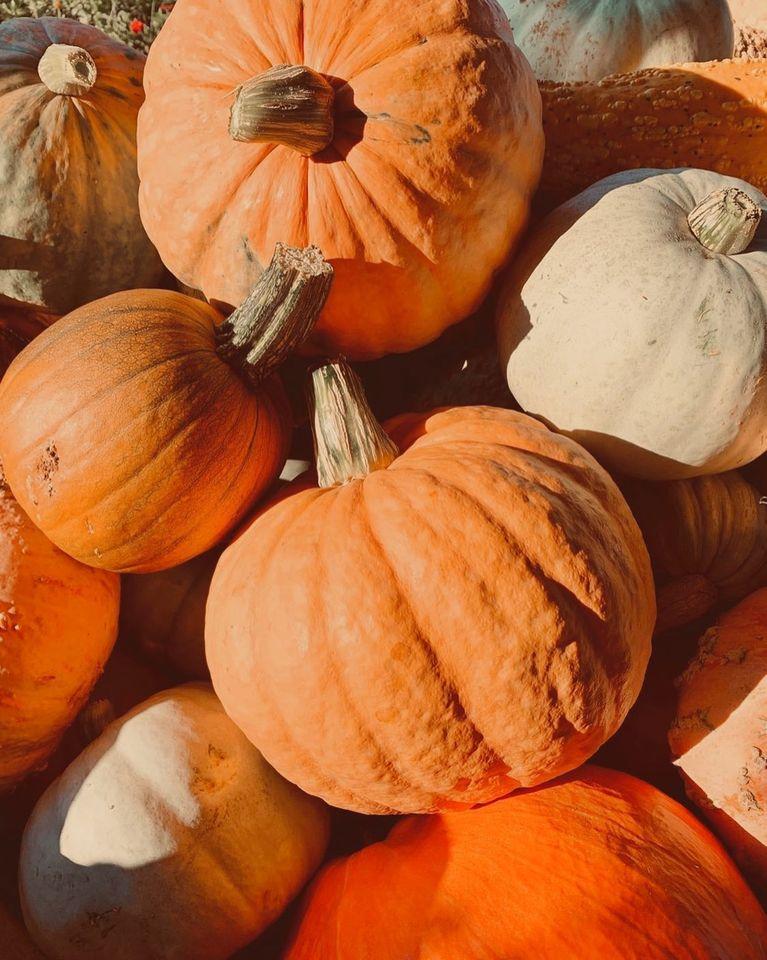 Pumpkin Picking at Bush-N-Vine Farm