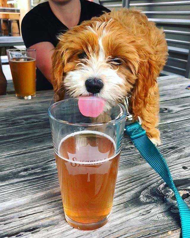 Mutts & Mimosas Brunch