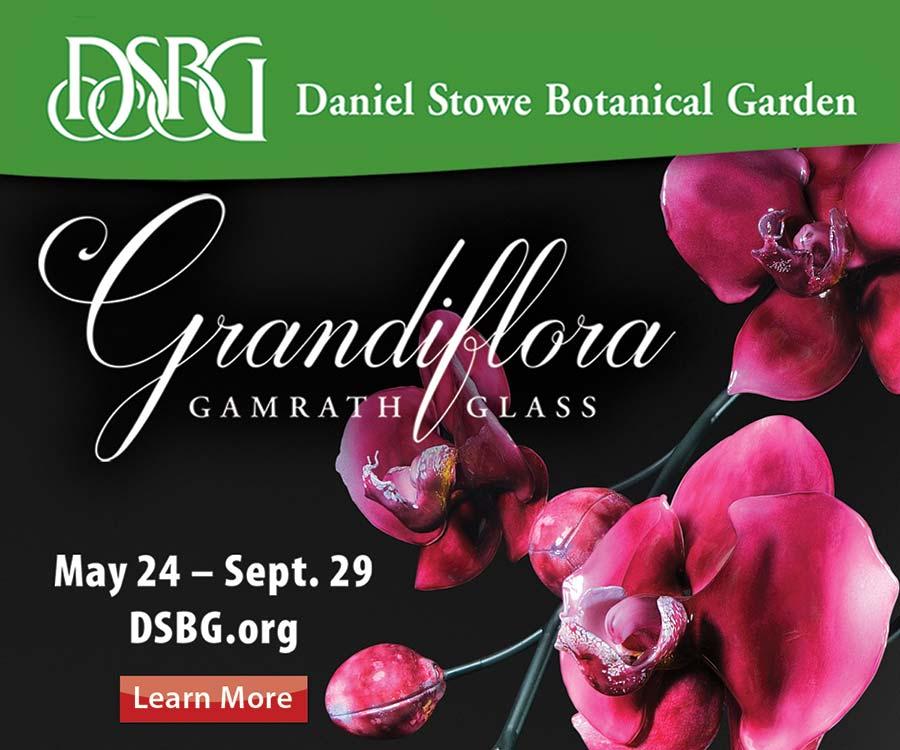 DSBG Grandiflora