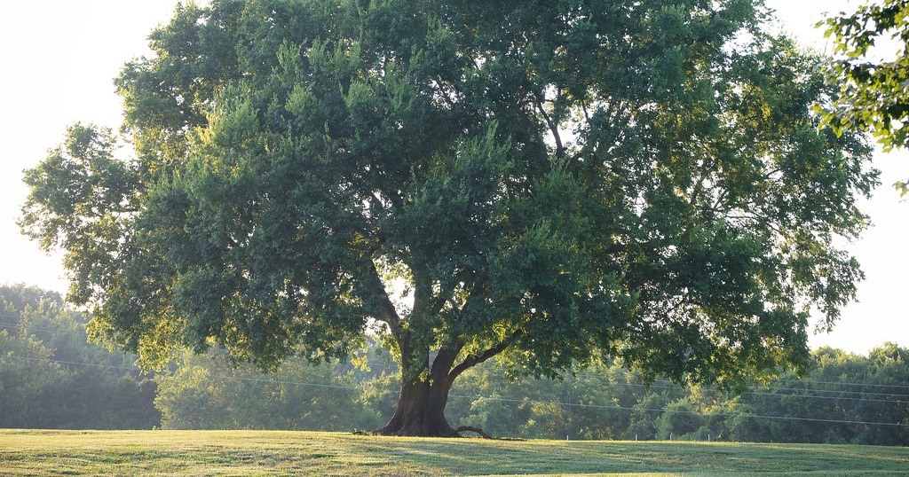 Earth Day Celebration