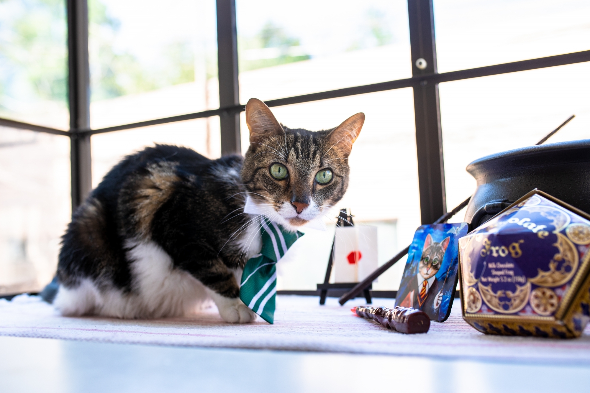 Fantastic Purrs and Where to Find Them