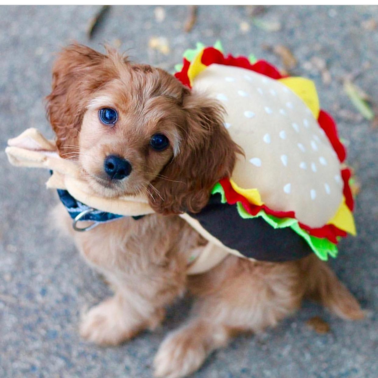 Pizza Fur a Paws Fundraiser