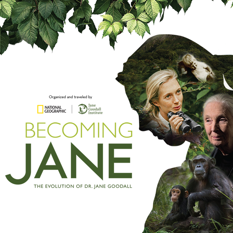 Becoming Jane: The Evolution of Dr. Jane Goodall
