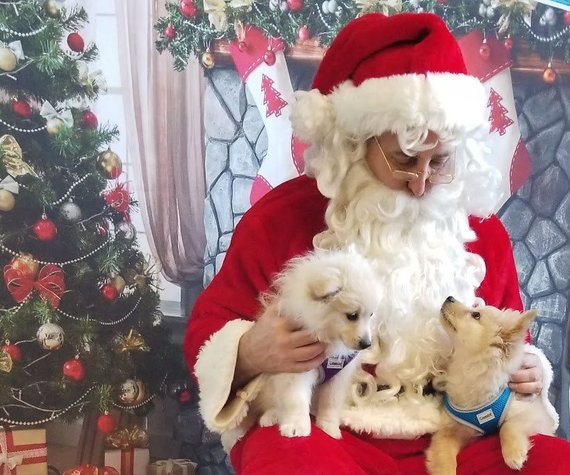 Free Santa Photos Provided by Charlotte Black Dogs
