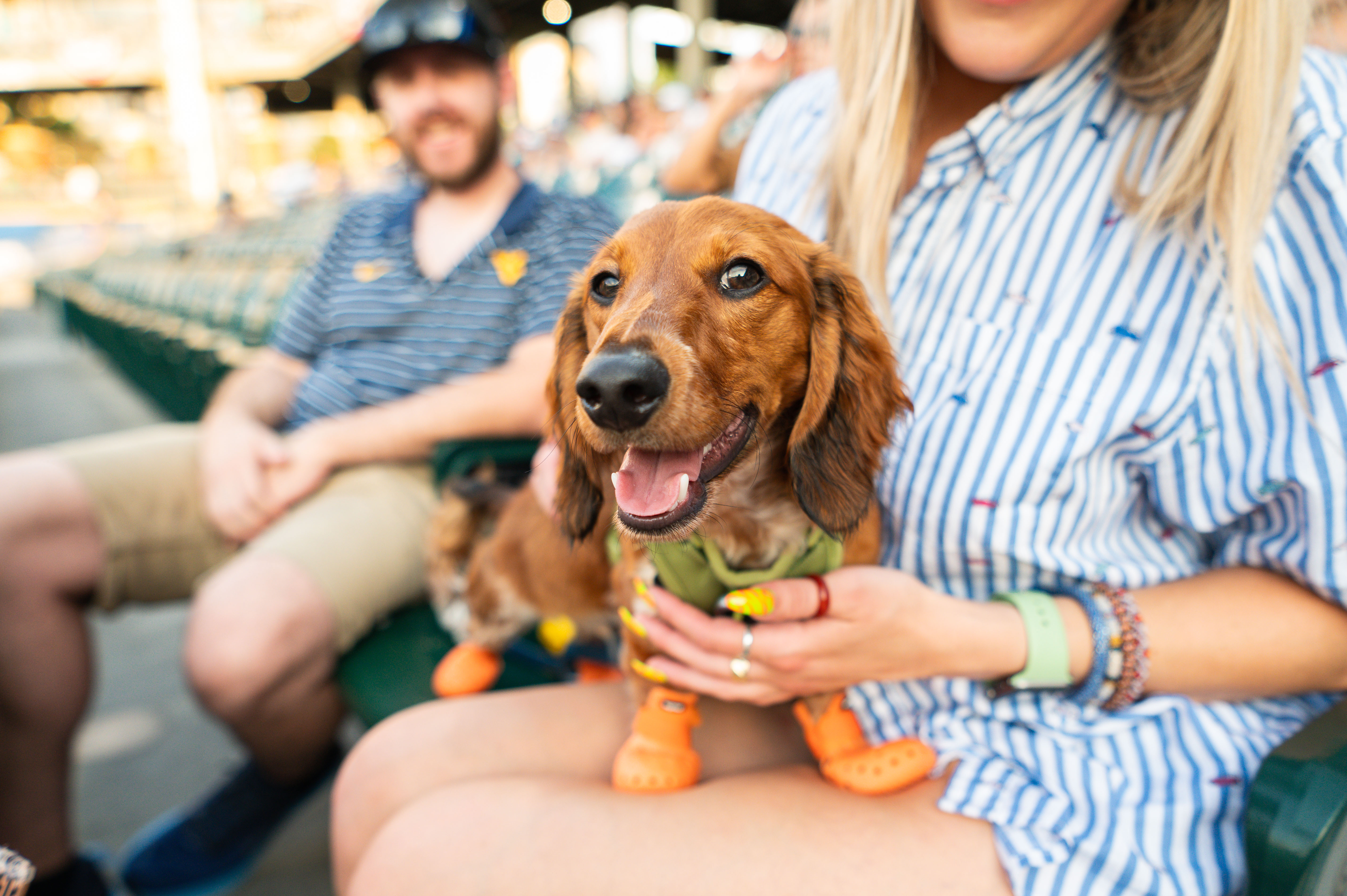 Bark in the Ballpark presented by Obedient K9 Academy