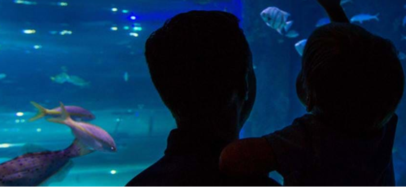 SEA LIFE Shark Week Blood Drive