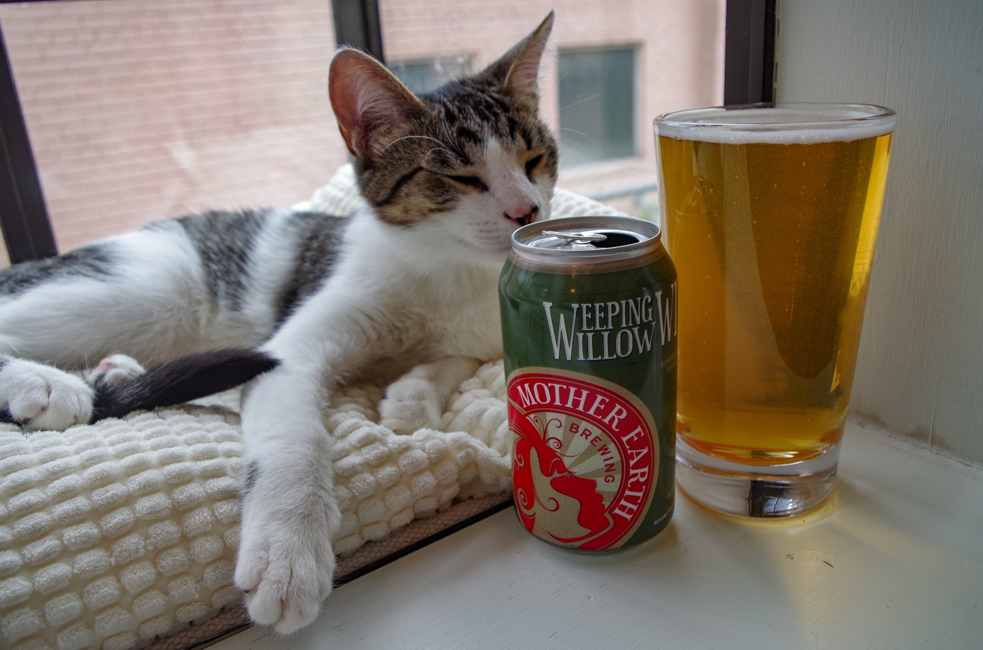 Cats & Craft Beer