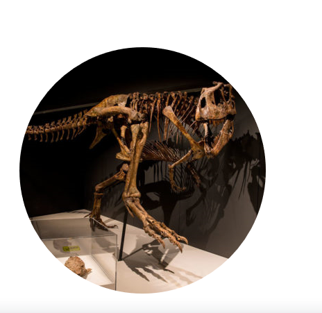 Tyrannosaurs: Meet The Family exhibit 