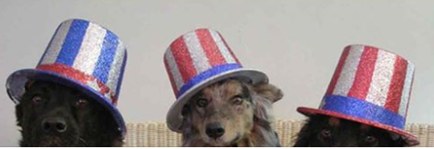 Lucky Dog Bark & Brew Charlotte and Carolina Big Hearts Big Barks Rescue