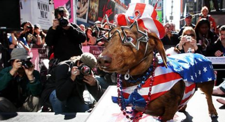 Strut Your Mutt Talent Show!