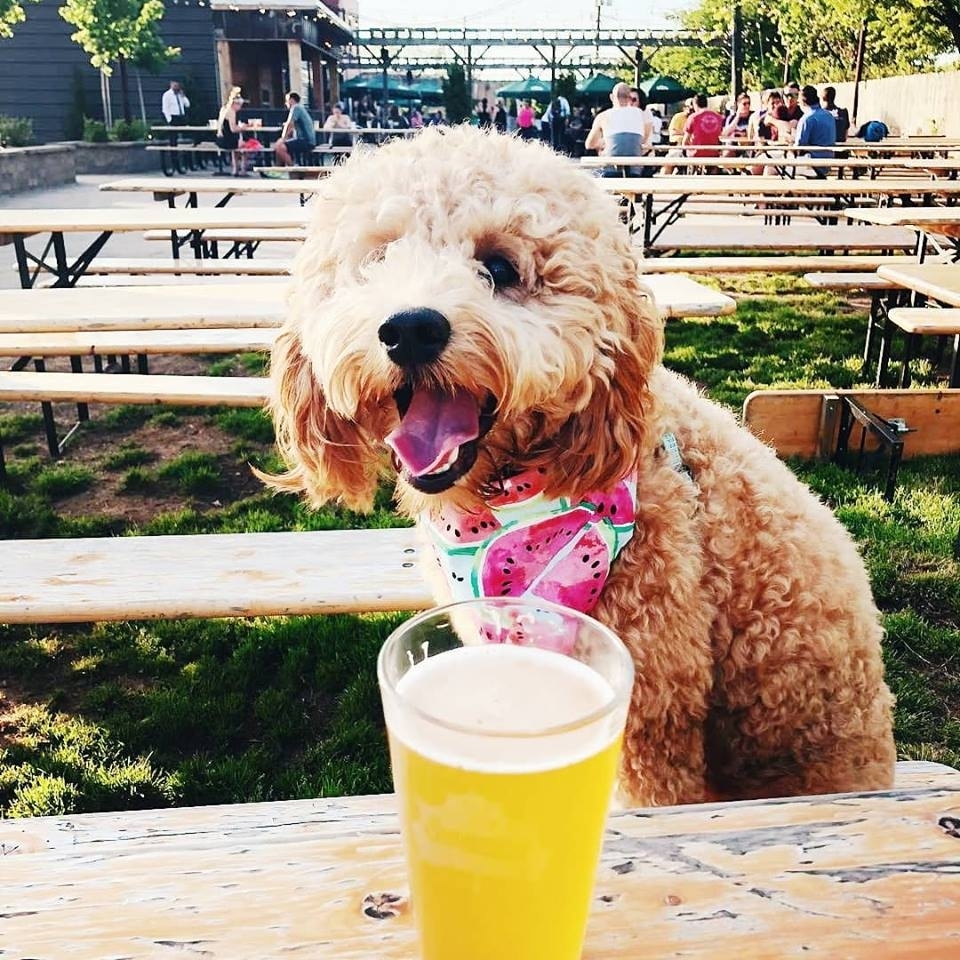 Mutts & Mimosas Brunch