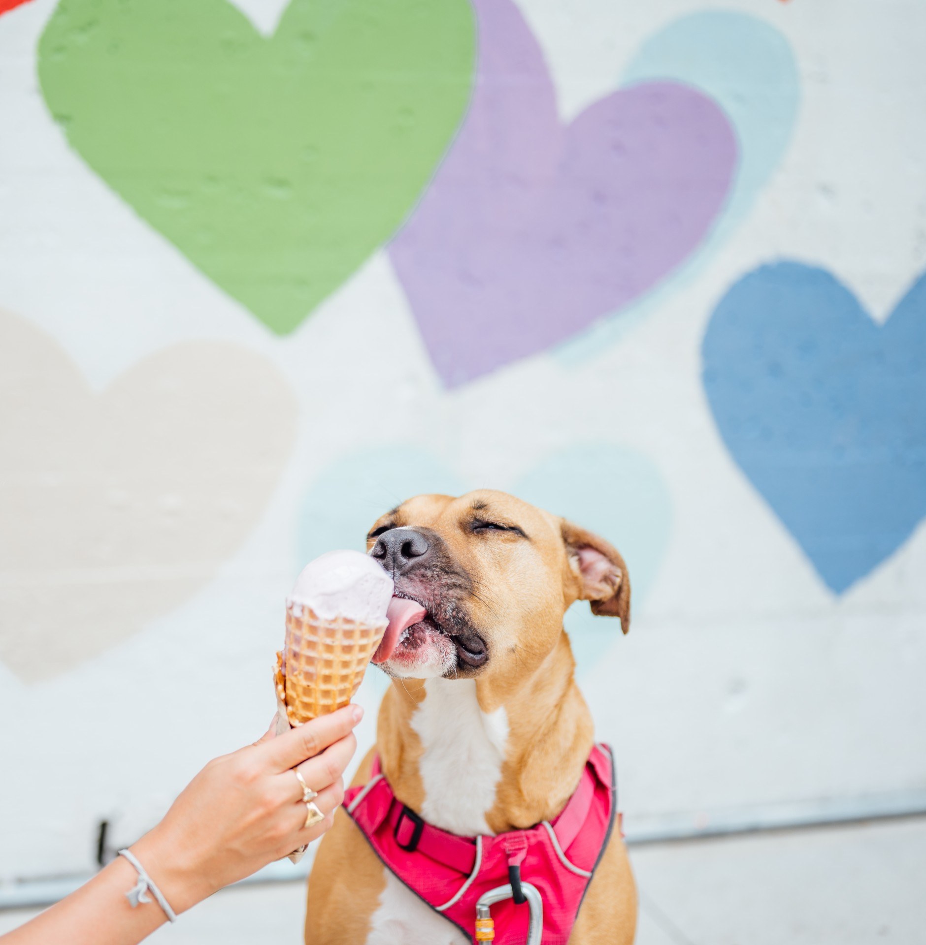 Unleash Charlotte's Dog-Friendly Offerings