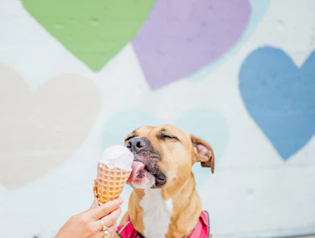 Unleash Charlotte's Dog-Friendly Offerings