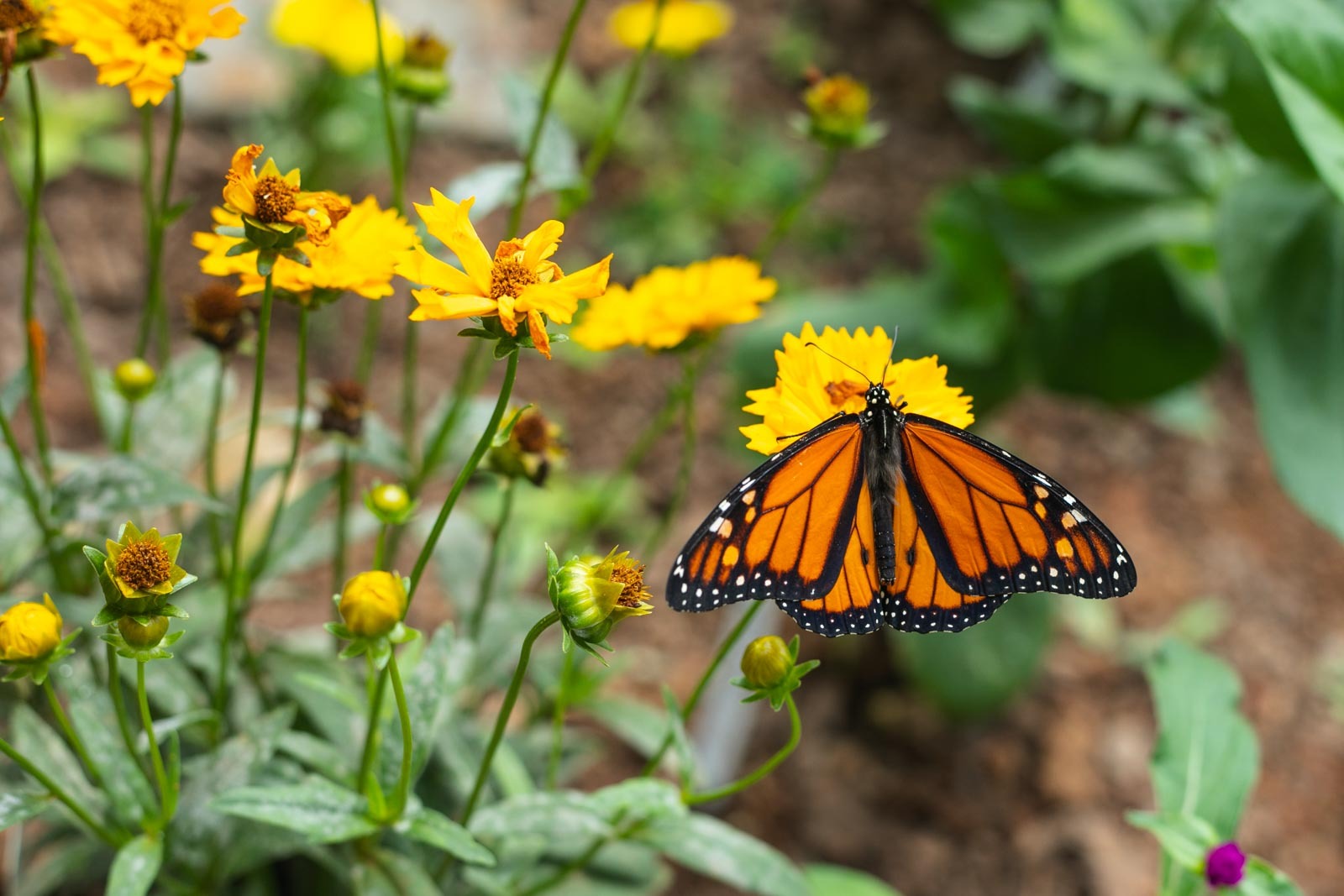 The Butterfly Bungalow is Back